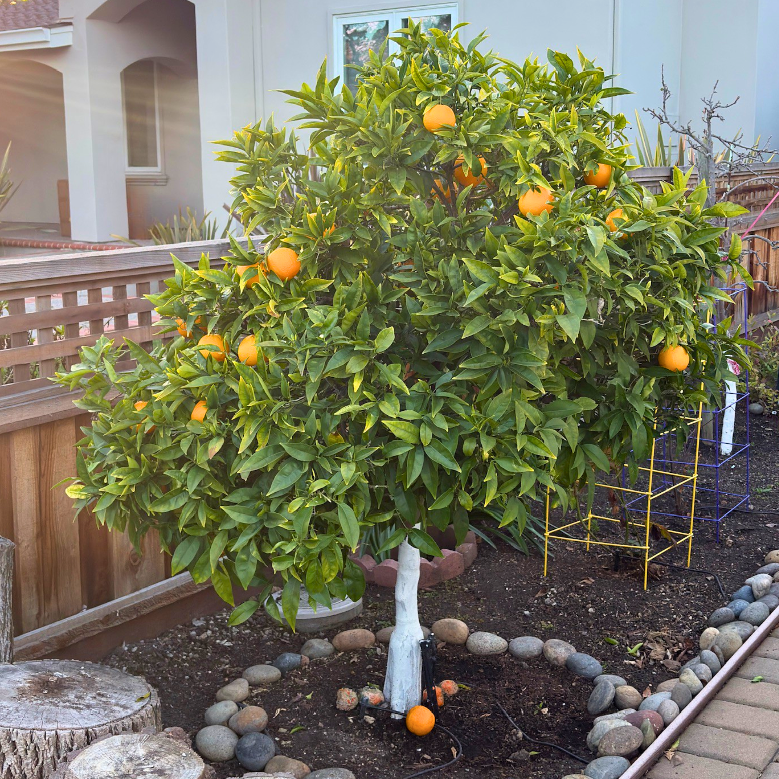 Evergreen fruit tree with glossy green leaves in a Bay Area backyard garden