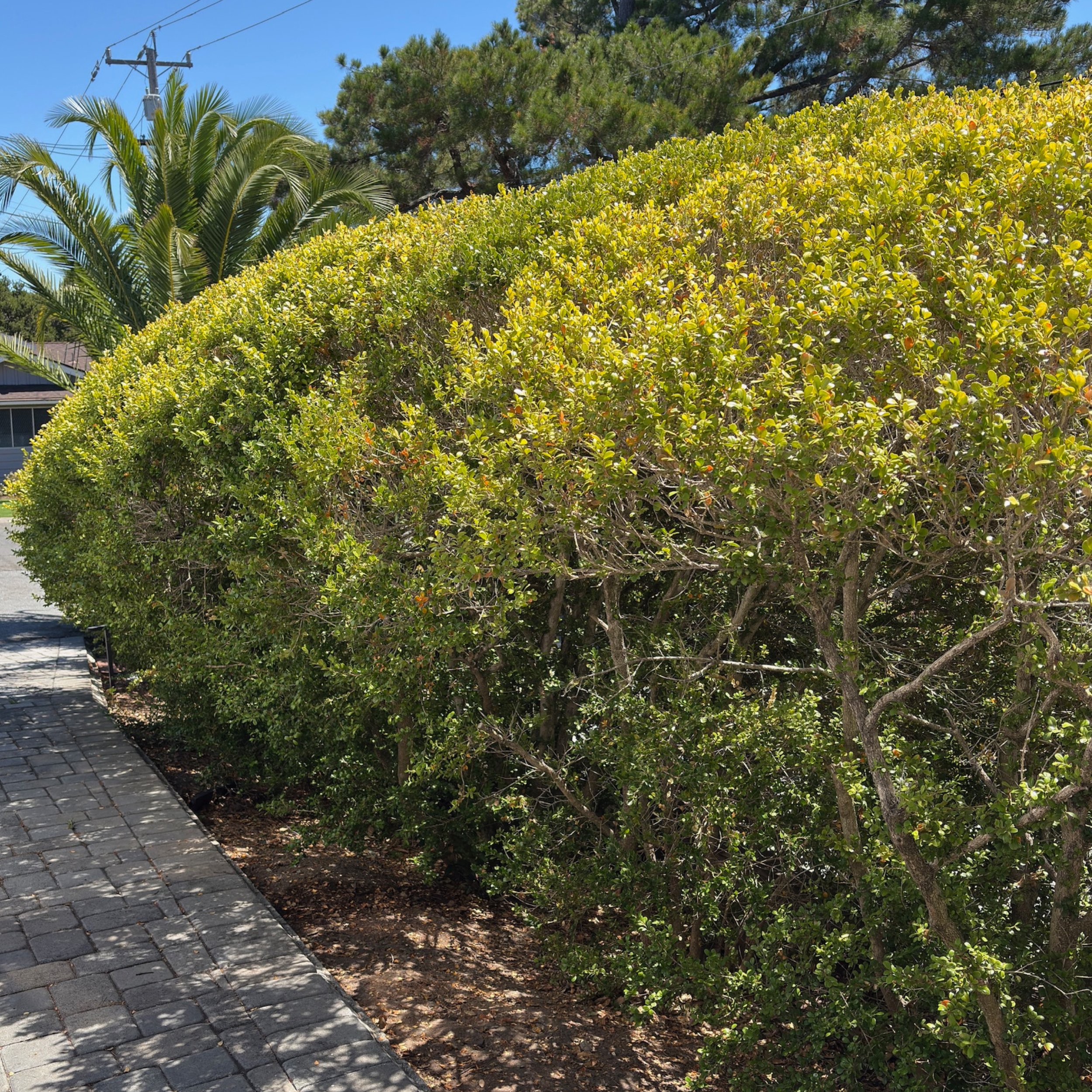 Tall shrubs over 5 feet for privacy screening