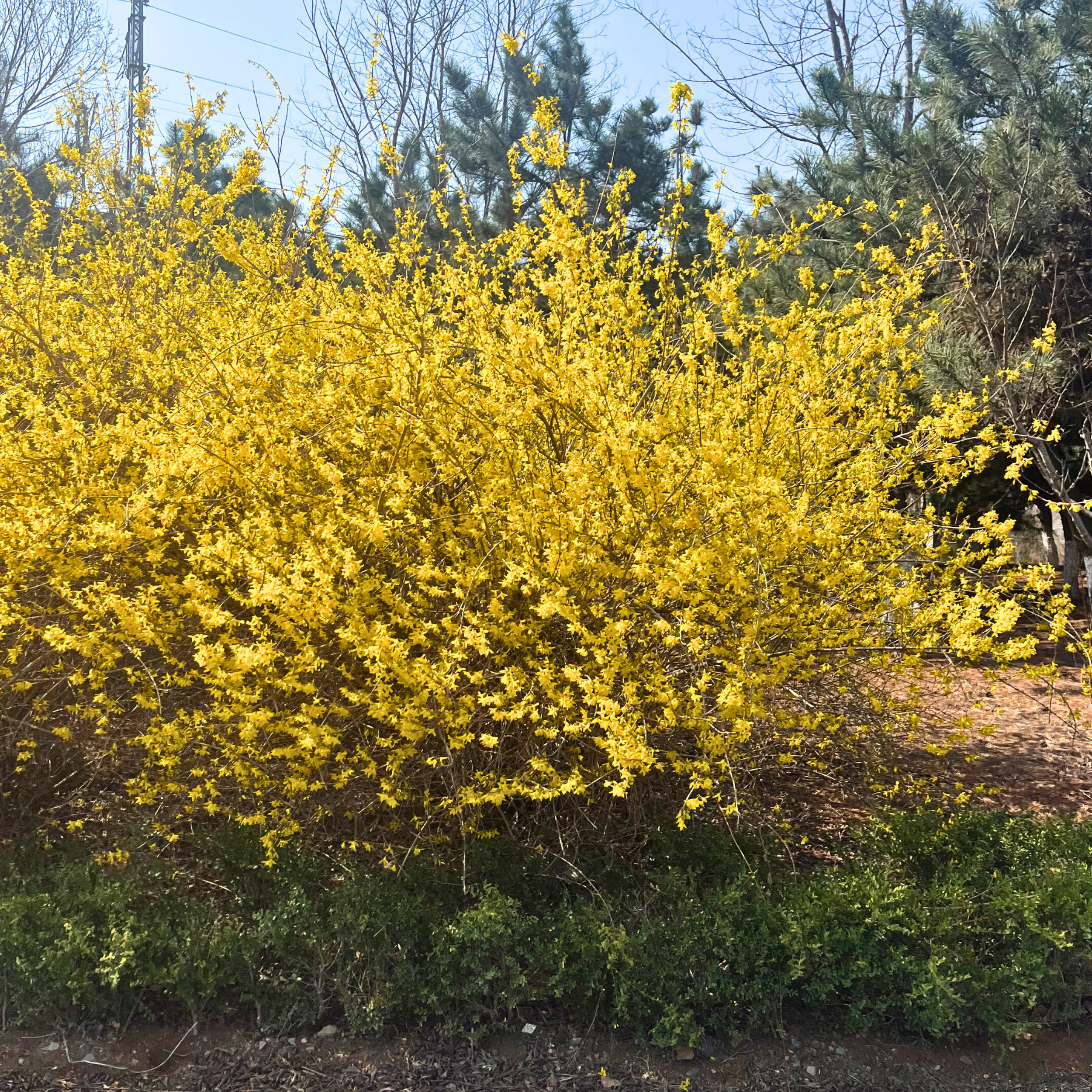 落叶灌木，营造季节性色彩和结构– Victory Nursery