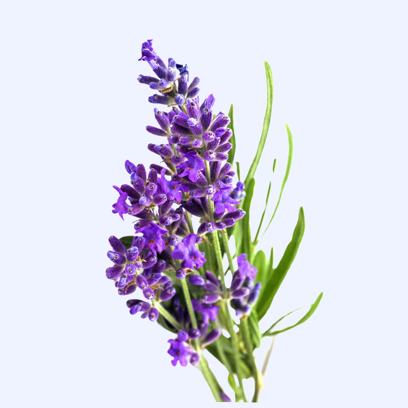 Lavender plants in full bloom