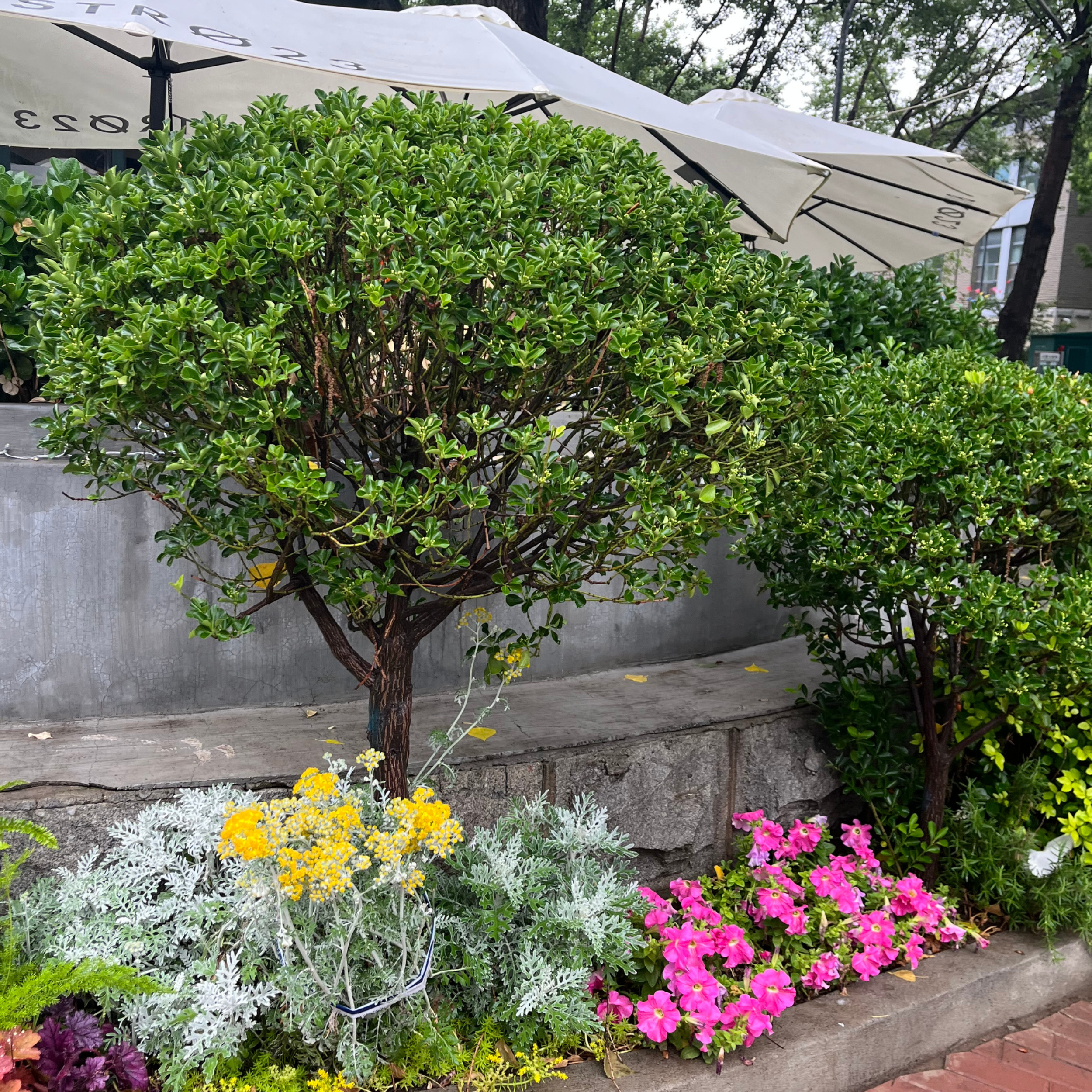 Medium shrub hedge line in a Bay Area front yard