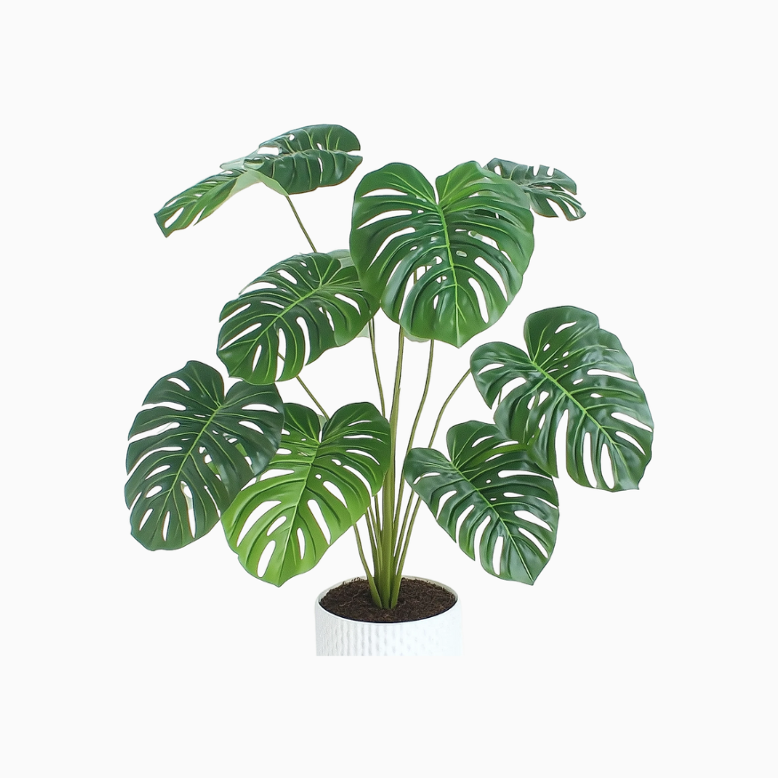 Monstera