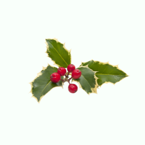 Holly Plants