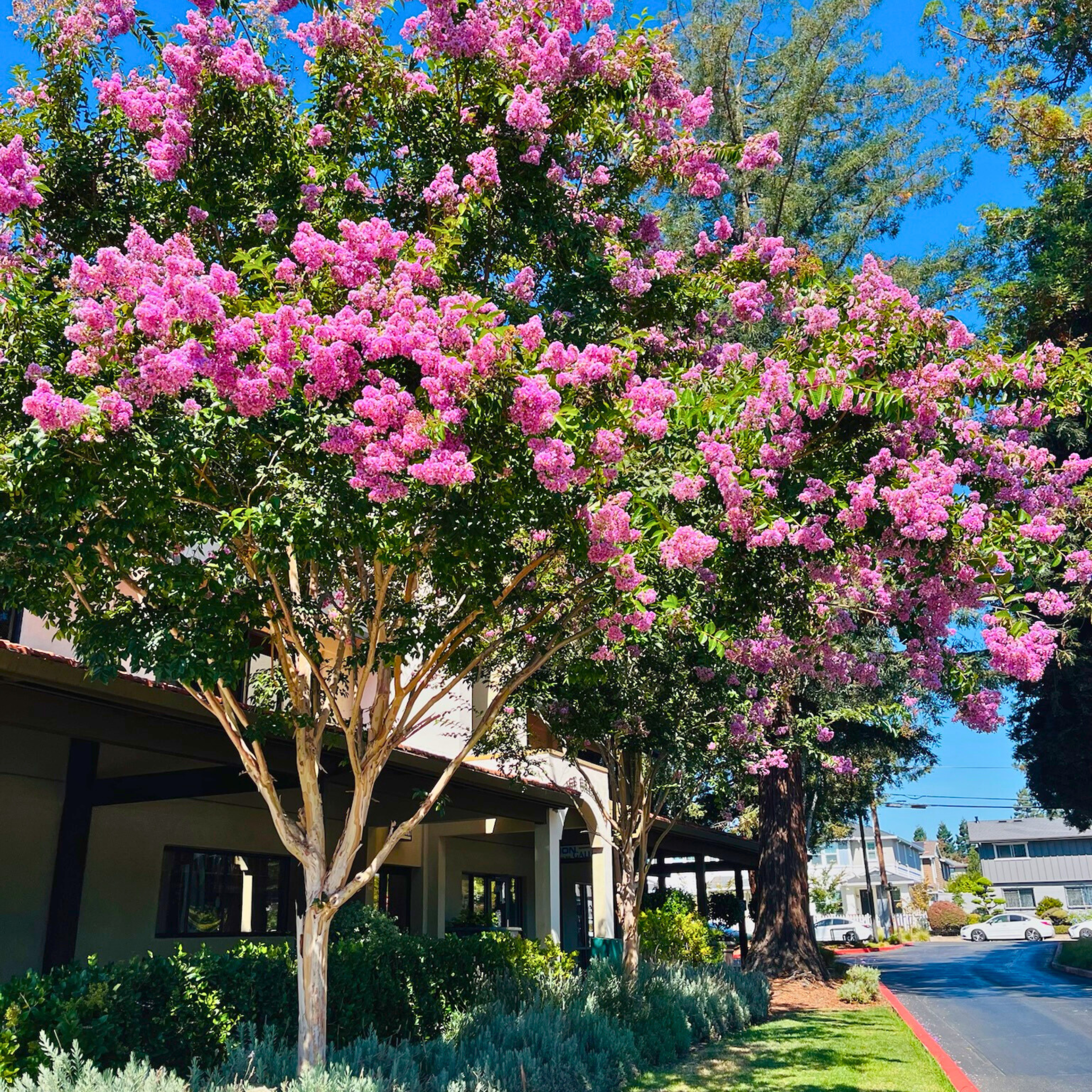 Spring flowering trees with colorful blooms in California Victory nursery