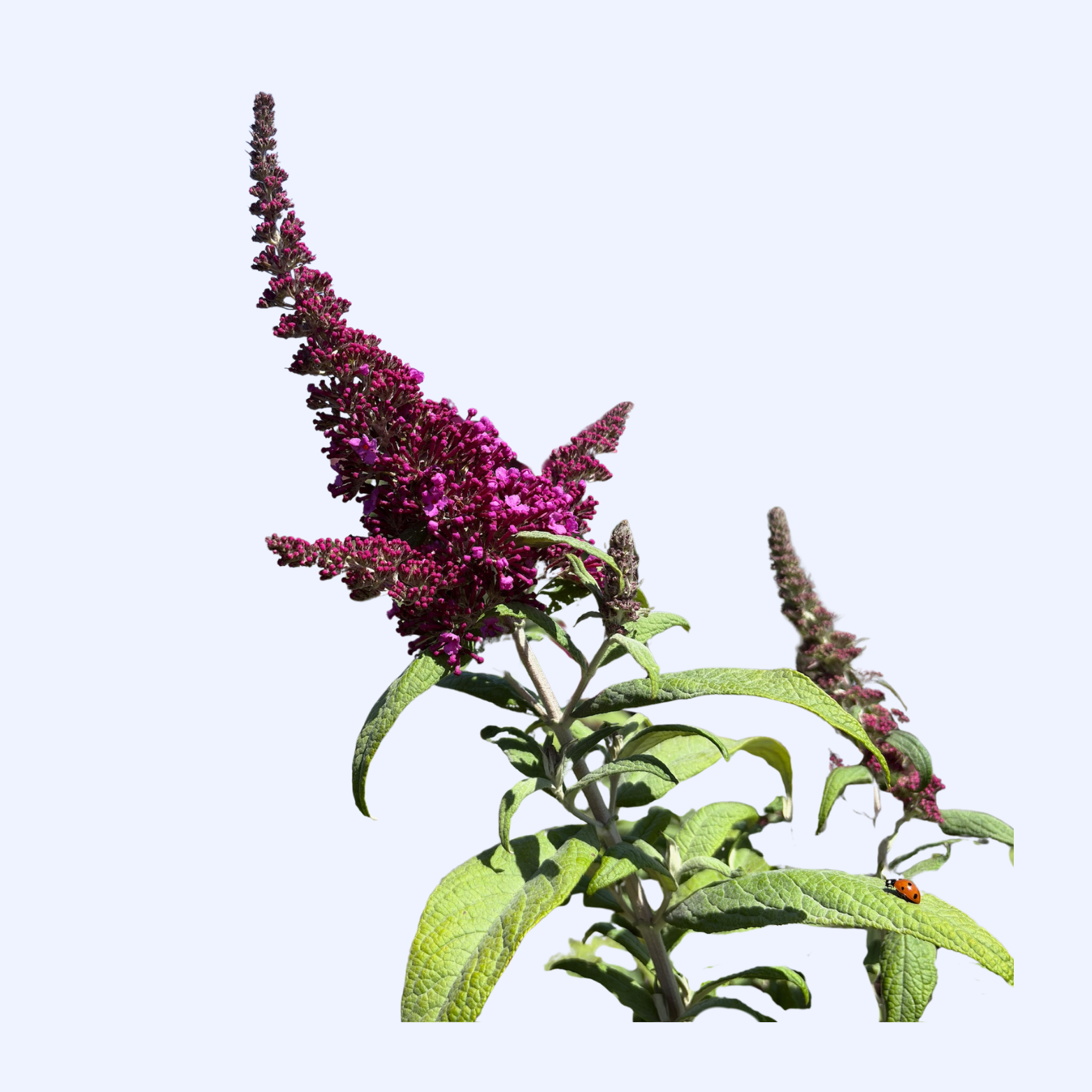 Butterfly Bush Shrubs