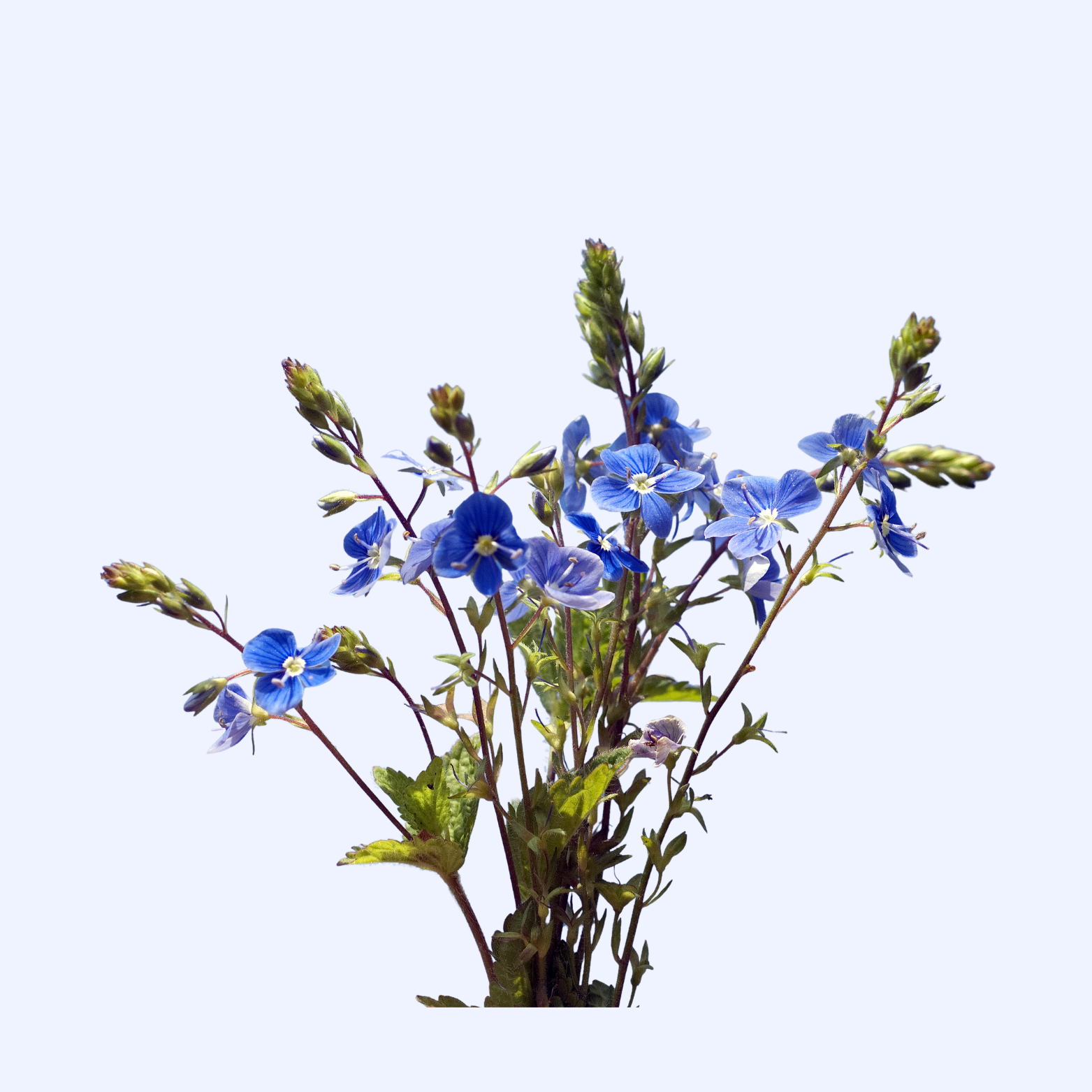 Germander