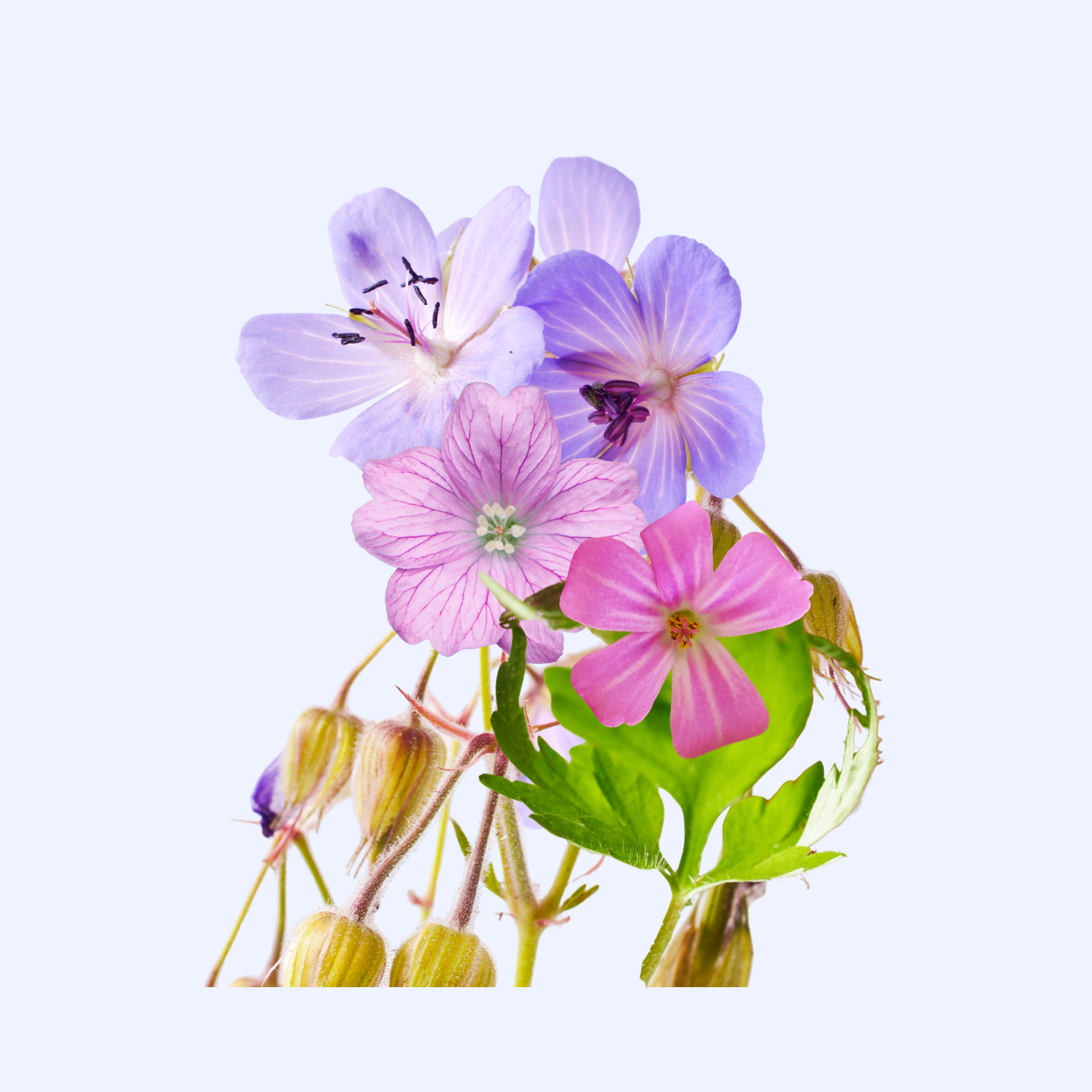 Geranium