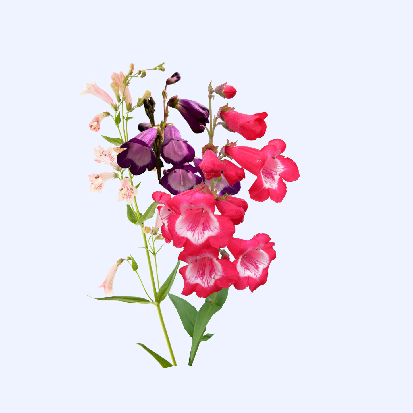 Penstemon