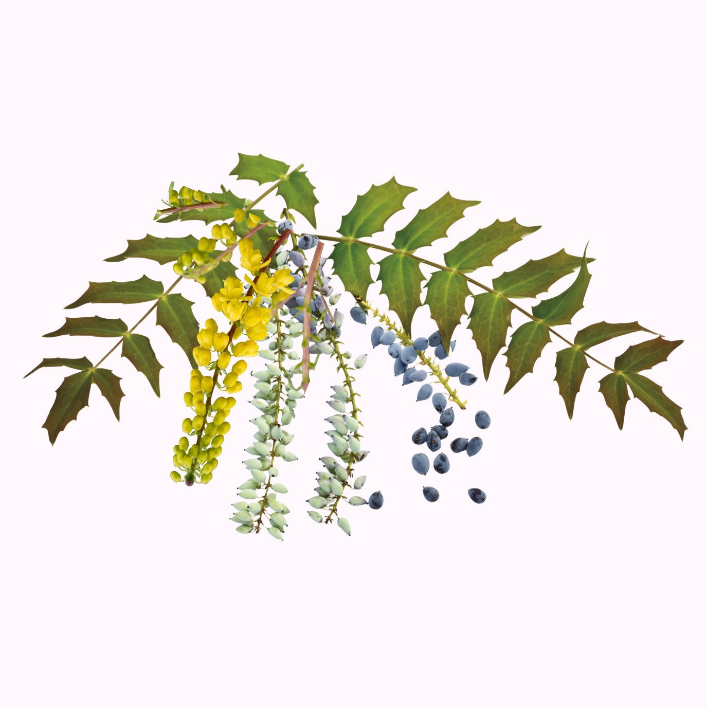 Mahonia