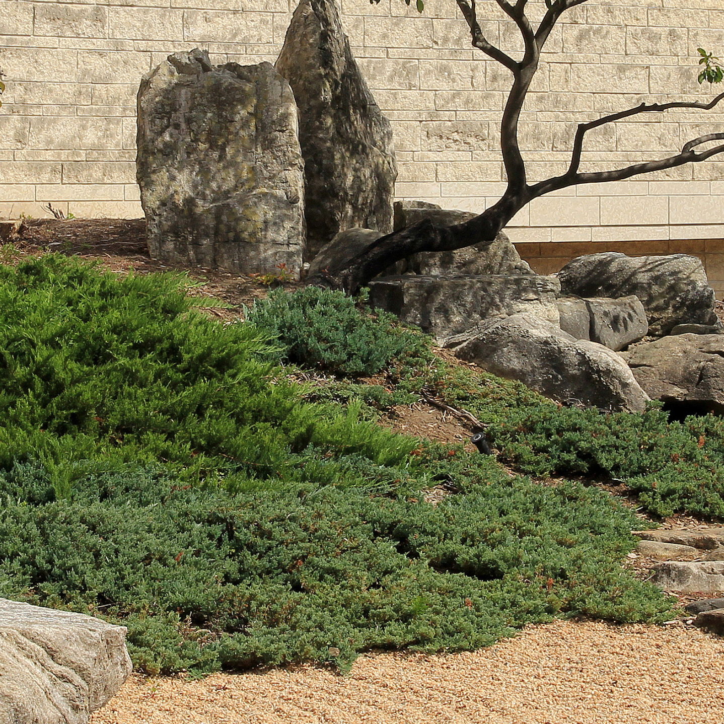 Groundcover conifer mat with evergreen needle texture