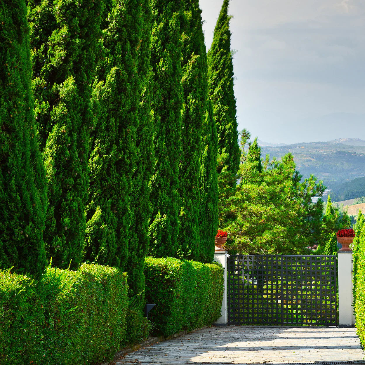 Evergreen conifers and pine trees used for privacy screening and year-round landscape structure in a Bay Area garden