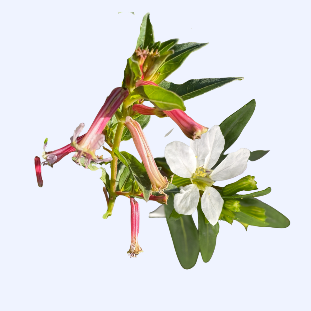Cuphea Plants