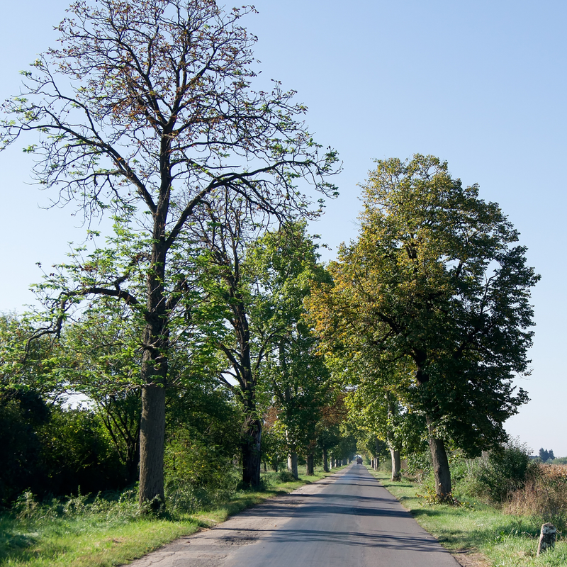 City-approved street trees planted along a sidewalk in a Bay Area residential neighborhood
