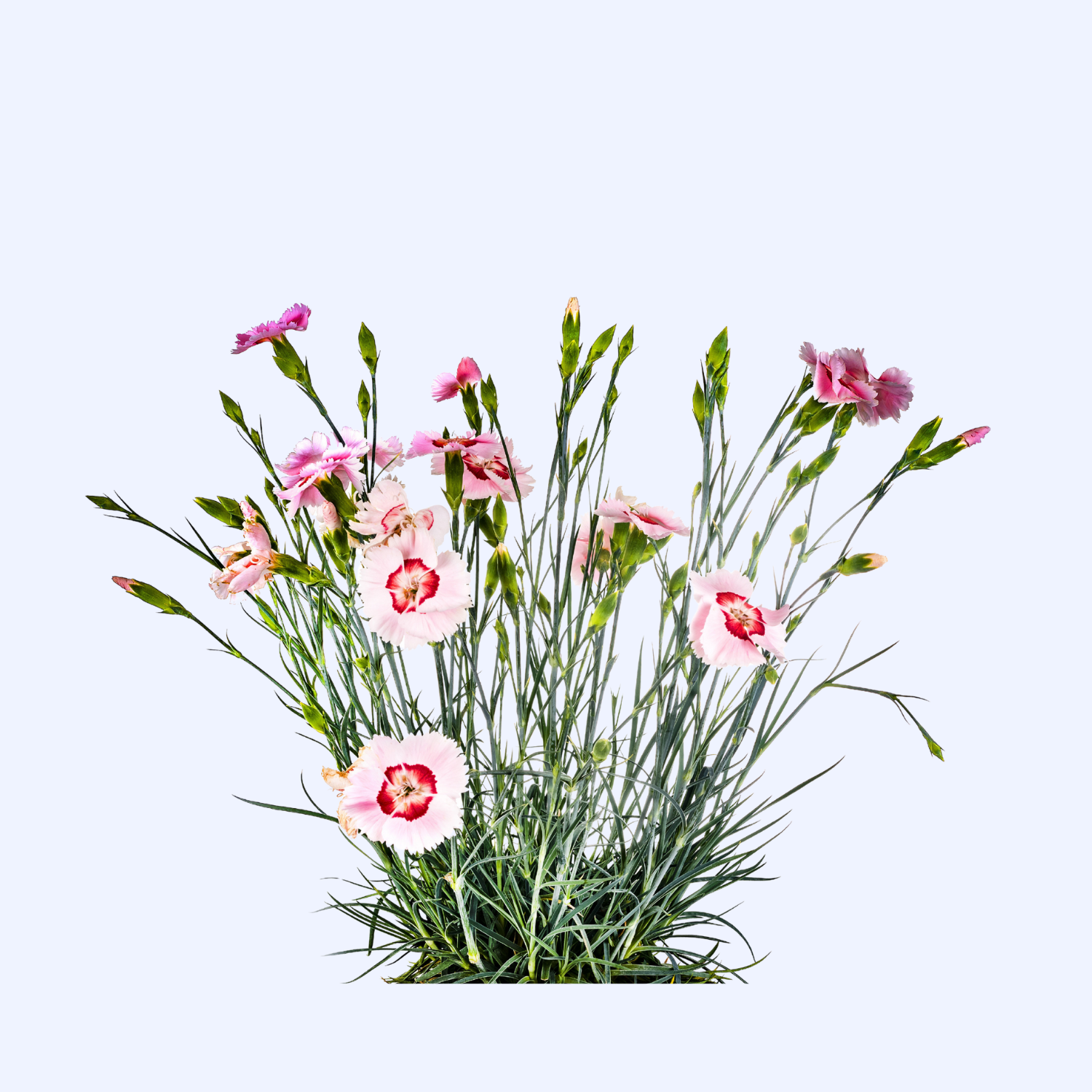 Dianthus