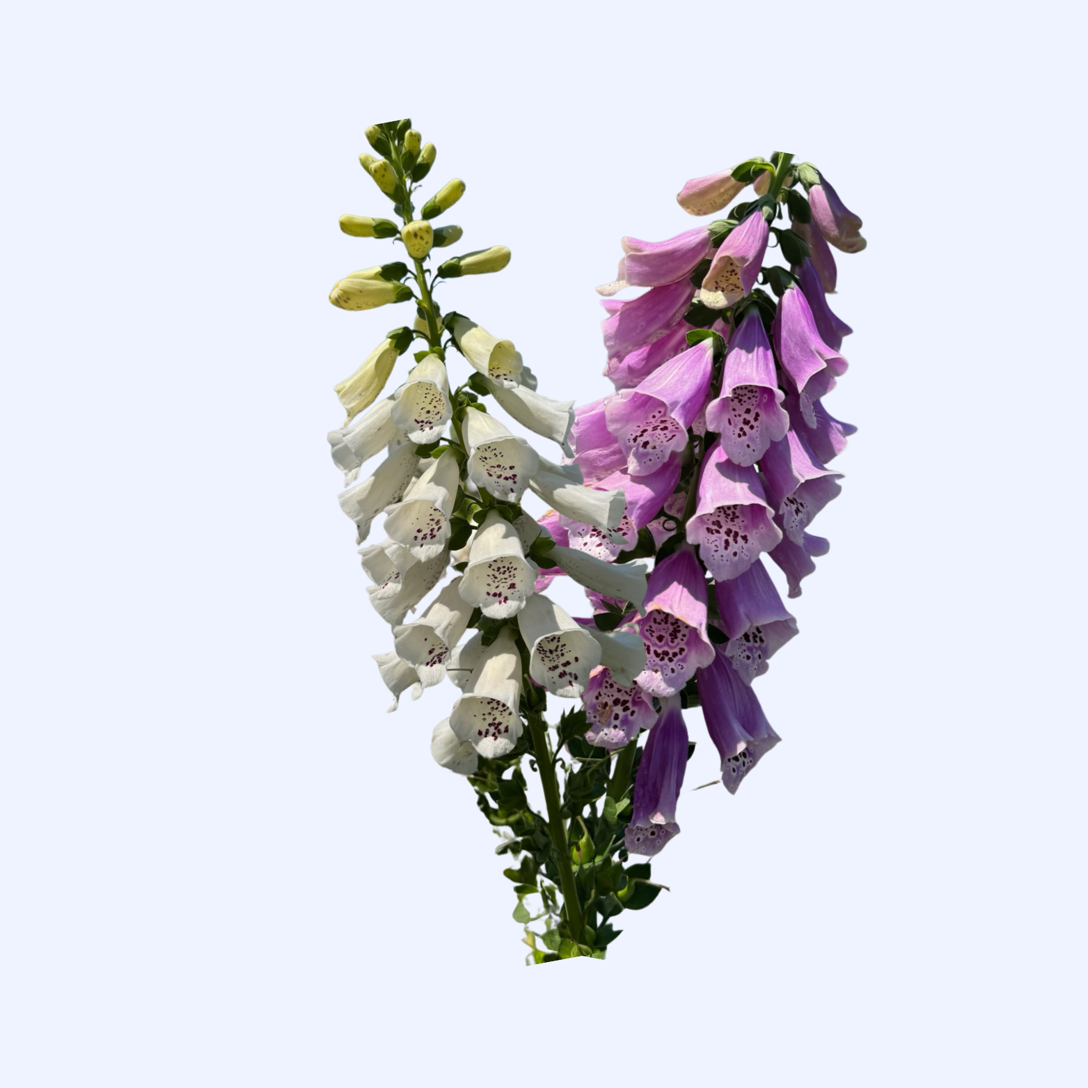 Foxglove