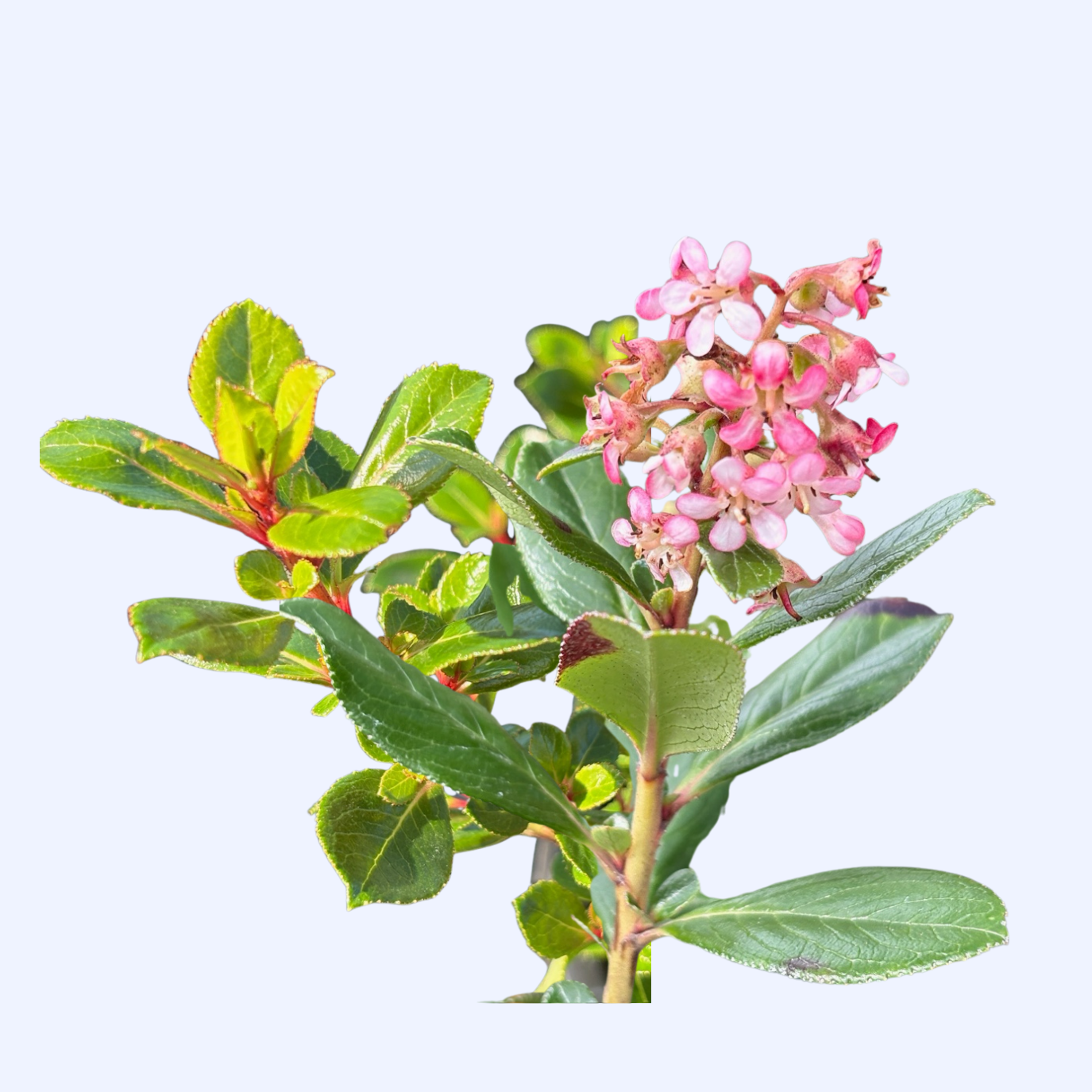 Escallonia