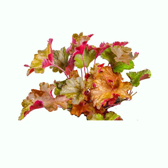 Heuchera