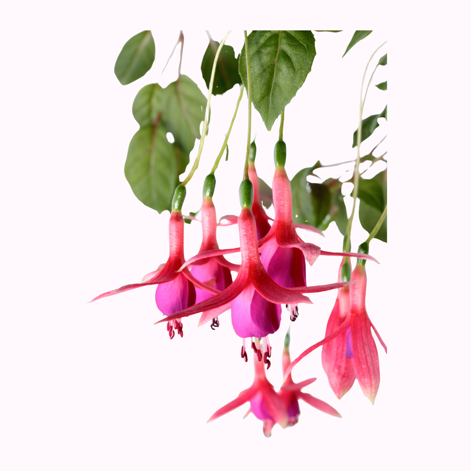 Fuchsia Plants