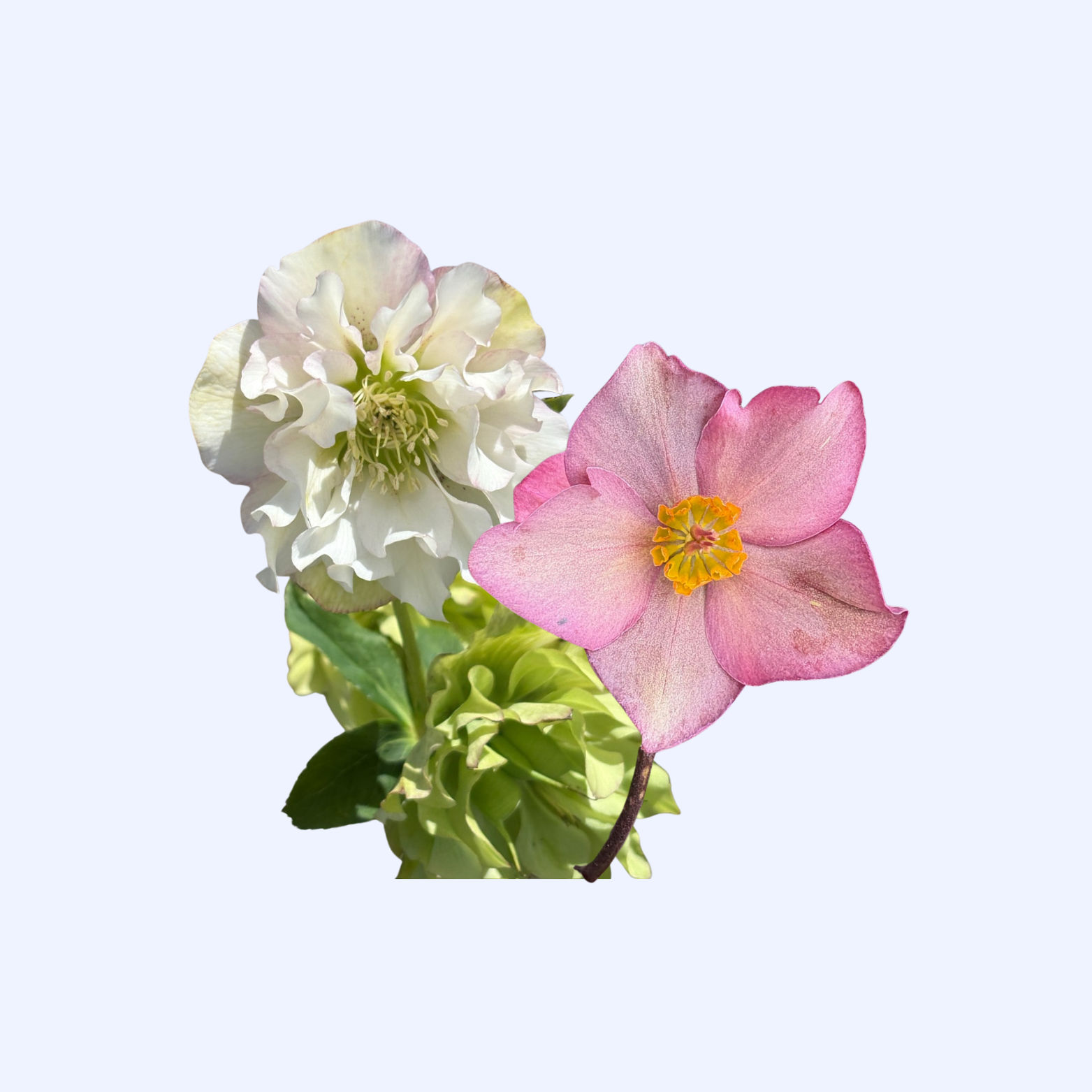 Lenten Rose