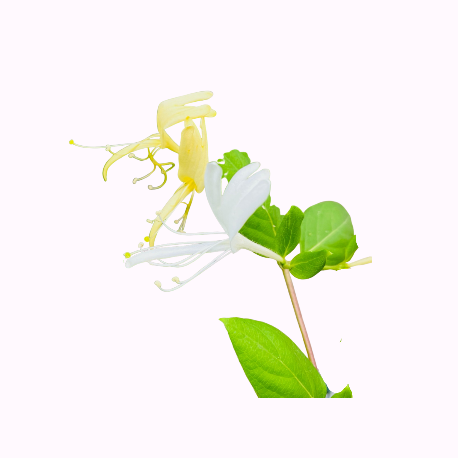 Honeysuckle