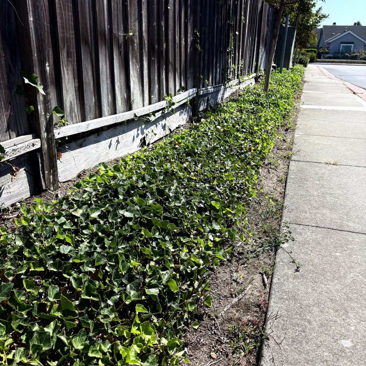 None Flower Ground Cover