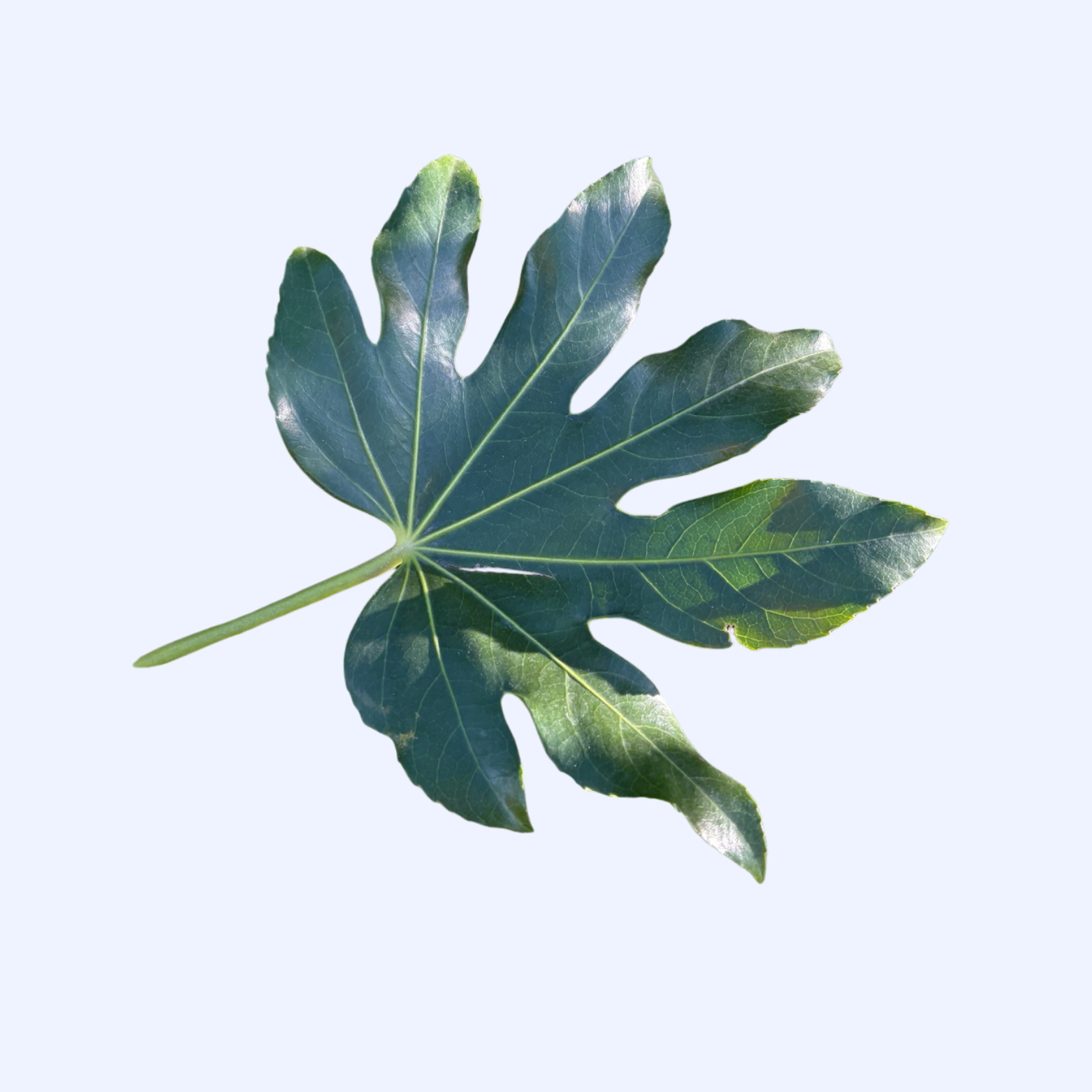 Japanese Aralia