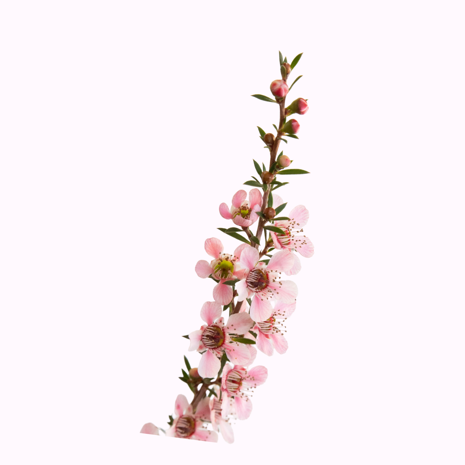 松红梅树常绿灌木指南 – Victory Nursery
