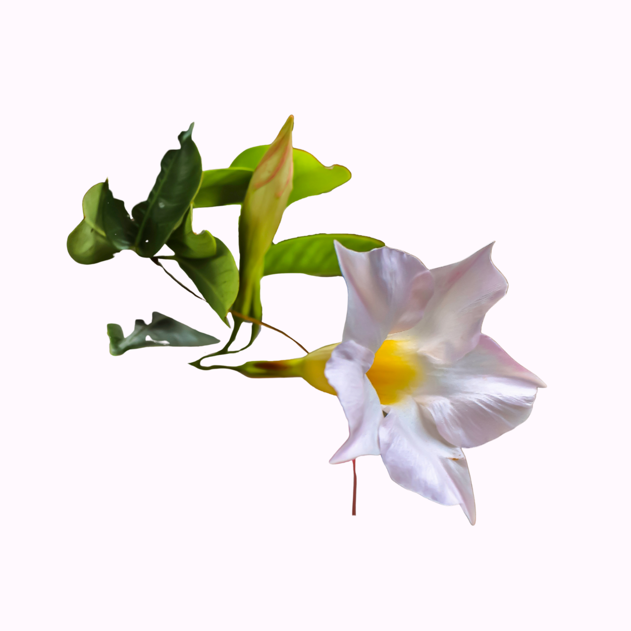 Mandevilla