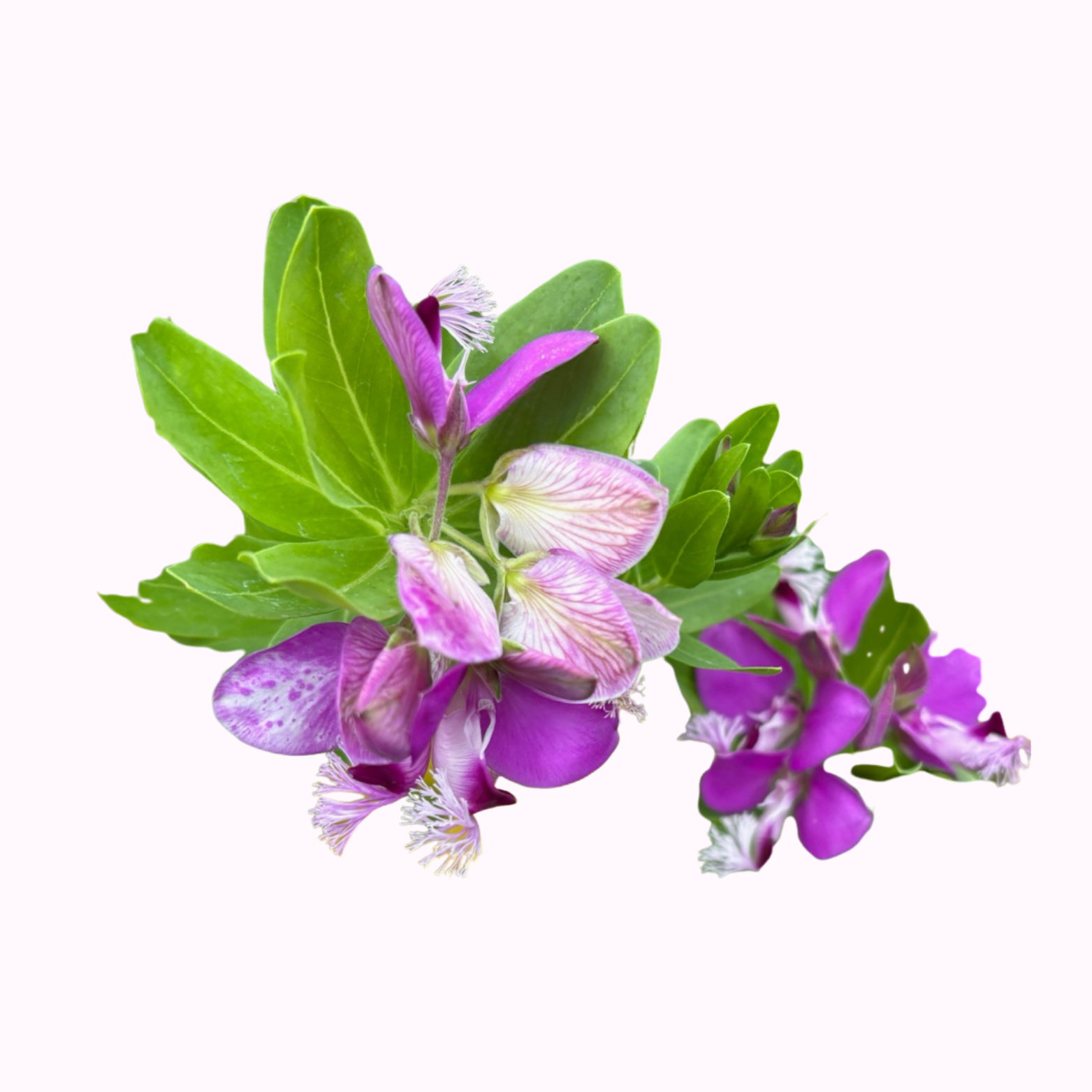 Sweet Pea Shrub
