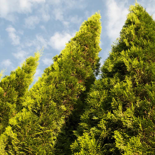 Instant privacy trees for Bay Area homes—evergreen screening trees for fast backyard privacy and fence-line coverage