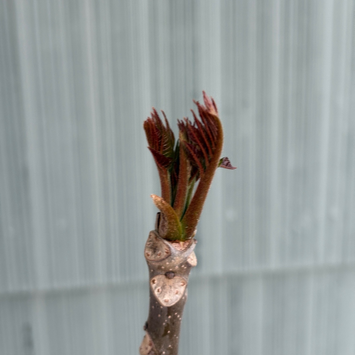 Plants Database