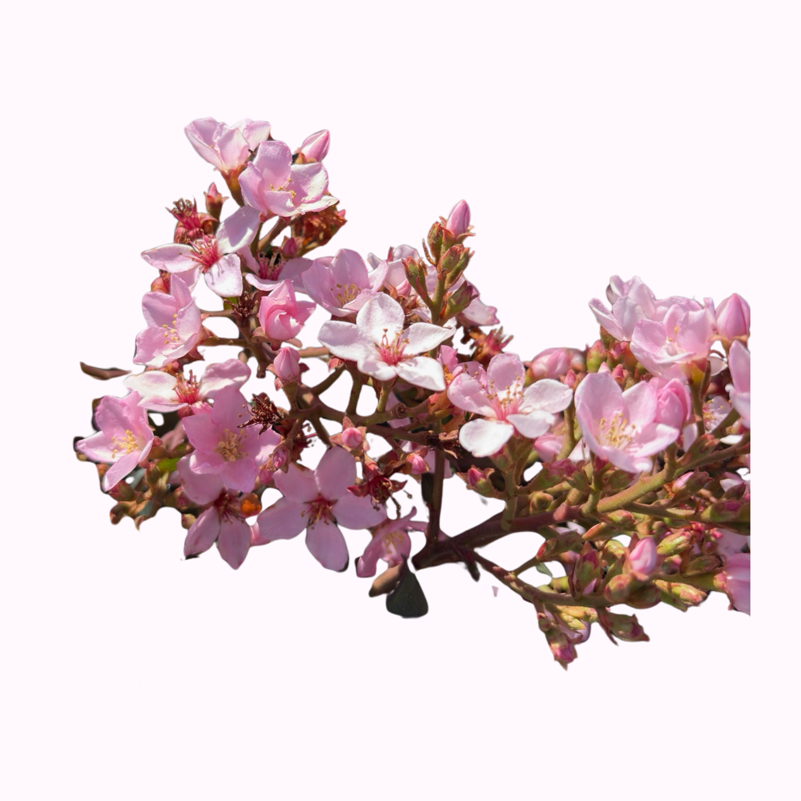 Indian Hawthorn Shrubs