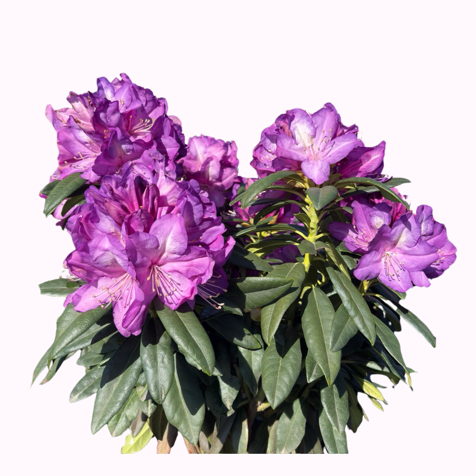 Rhododendron