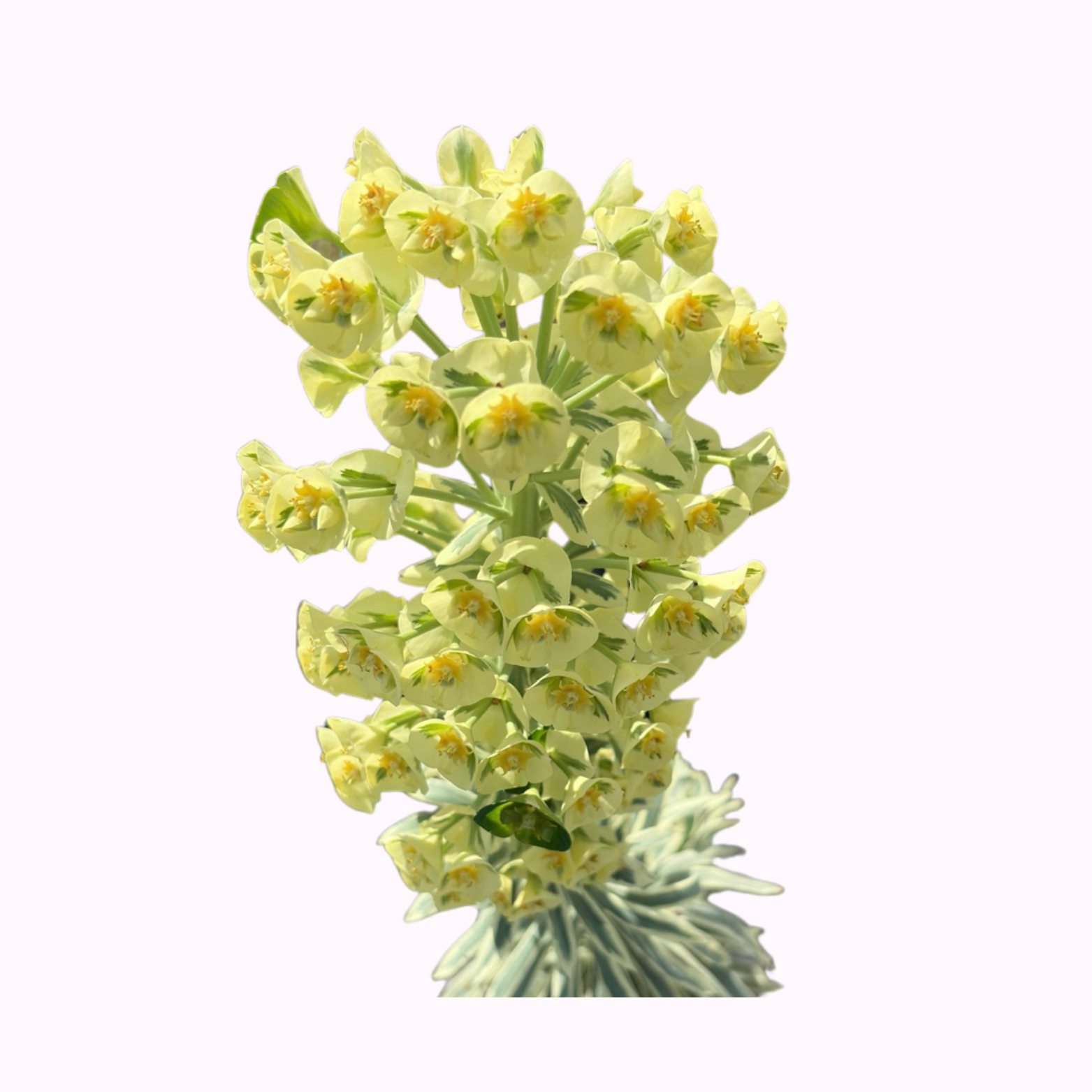Spurge Plants