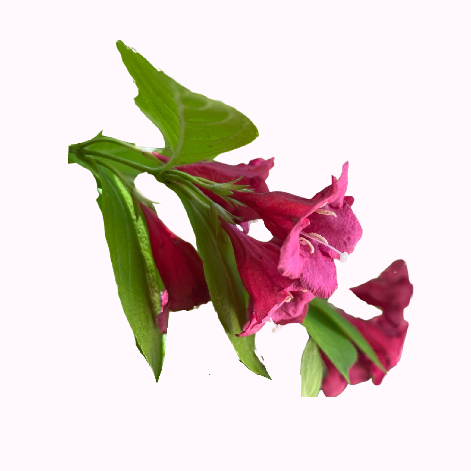Weigela Plants