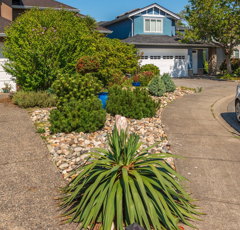 Recently sold plants and trees—popular picks that sold out quickly at Victory Nursery in the San Francisco Bay Area.