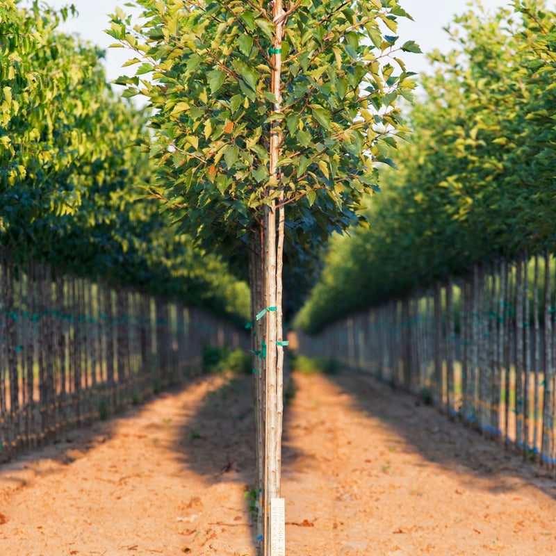 On sale nursery plants and trees ready for planting in Bay Area gardens