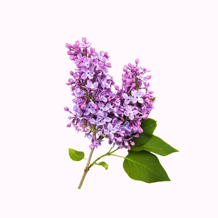 Lilac Plants
