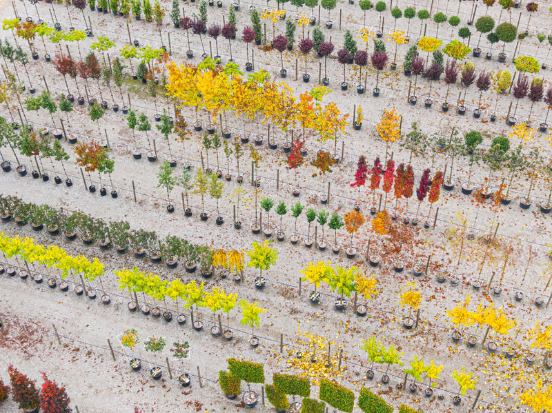 Staff favorite plants and trees selected for Bay Area gardens, featuring reliable evergreens and seasonal color