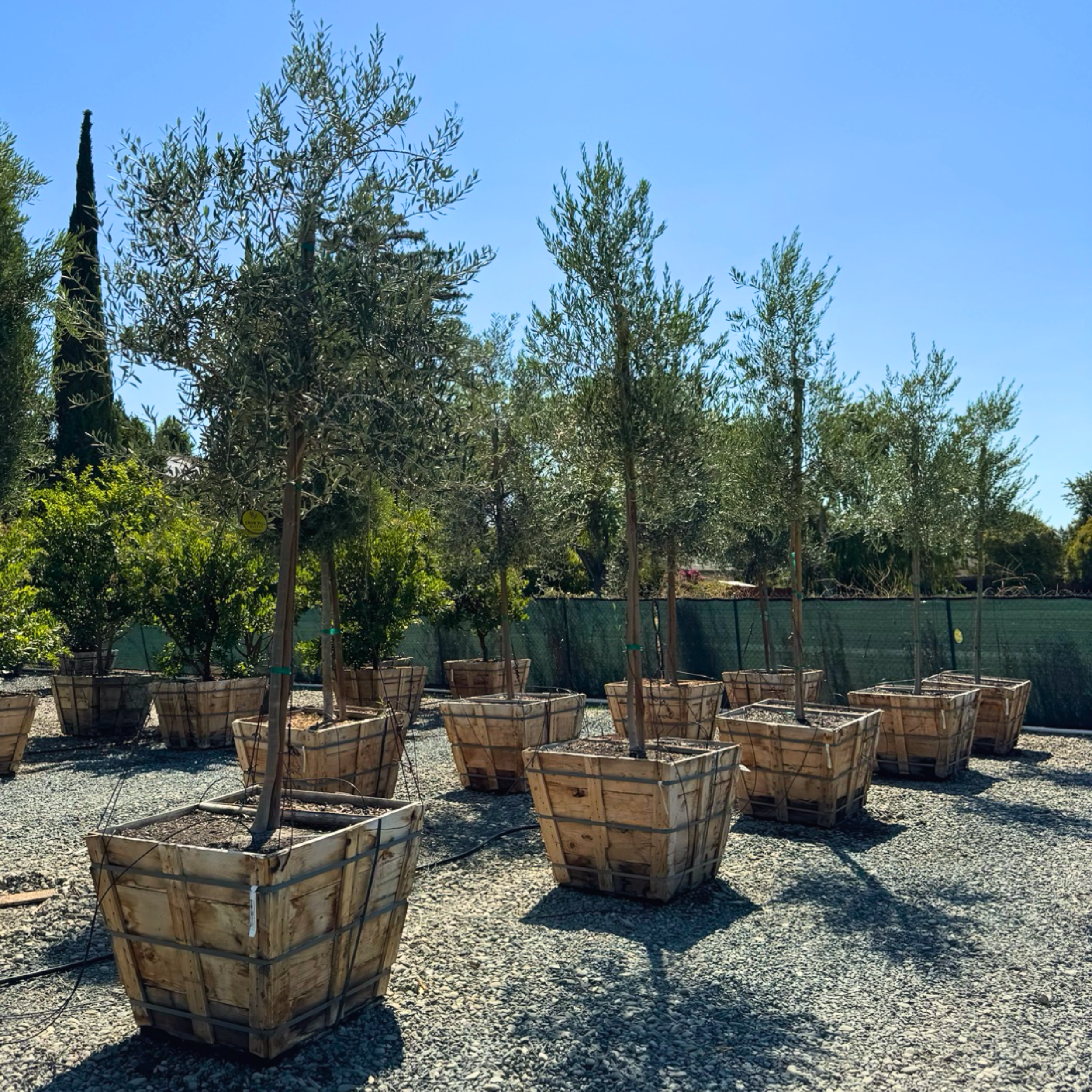 Staff favorite plants and trees selected for Bay Area gardens, featuring reliable evergreens and seasonal color