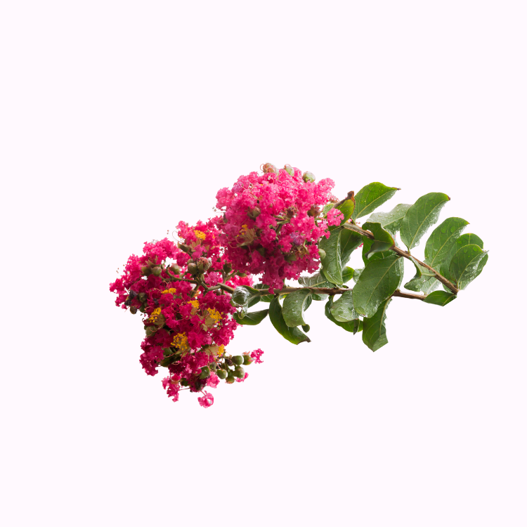 Crape Myrtle