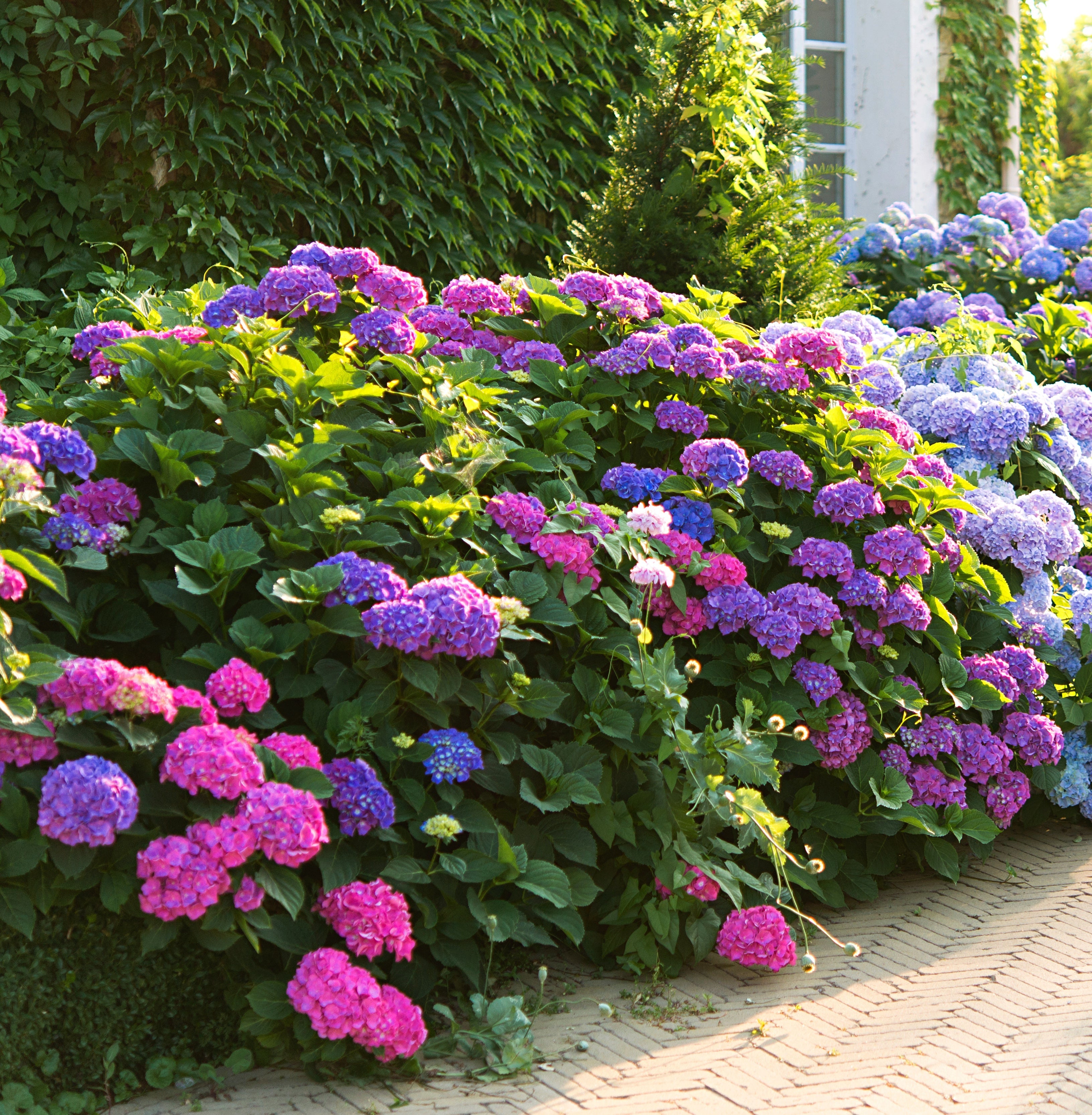 Shade-Friendly Garden