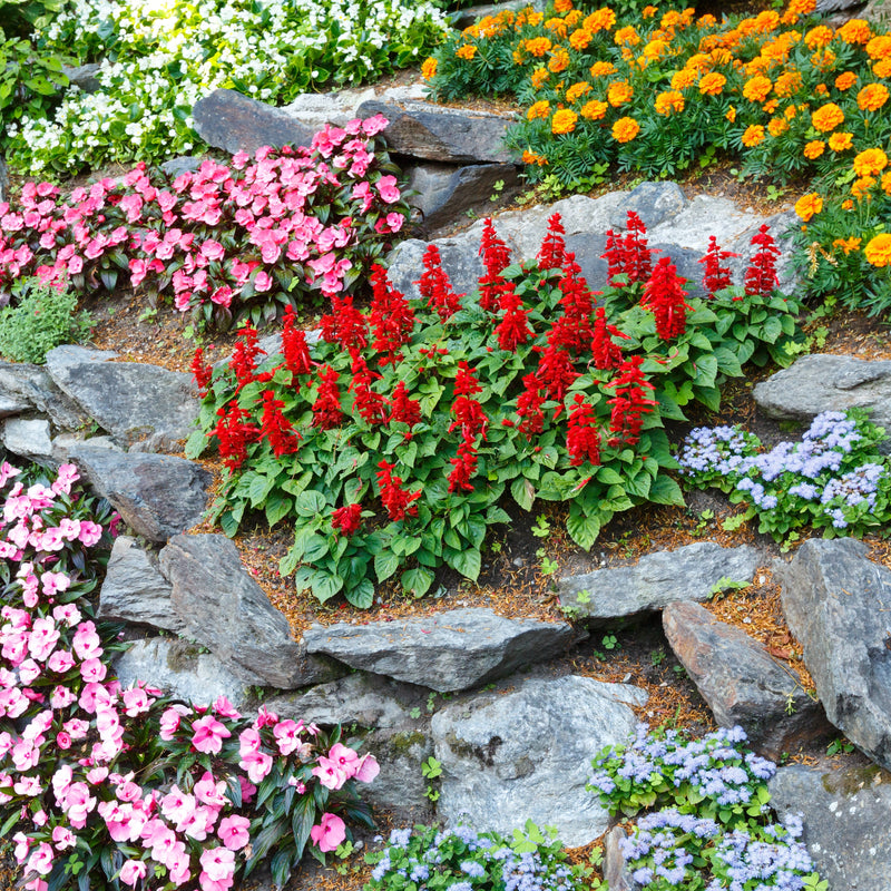 Rock garden planting with gravel mulch, boulders, drought-tolerant succulents, and low perennials in a sunny landscape