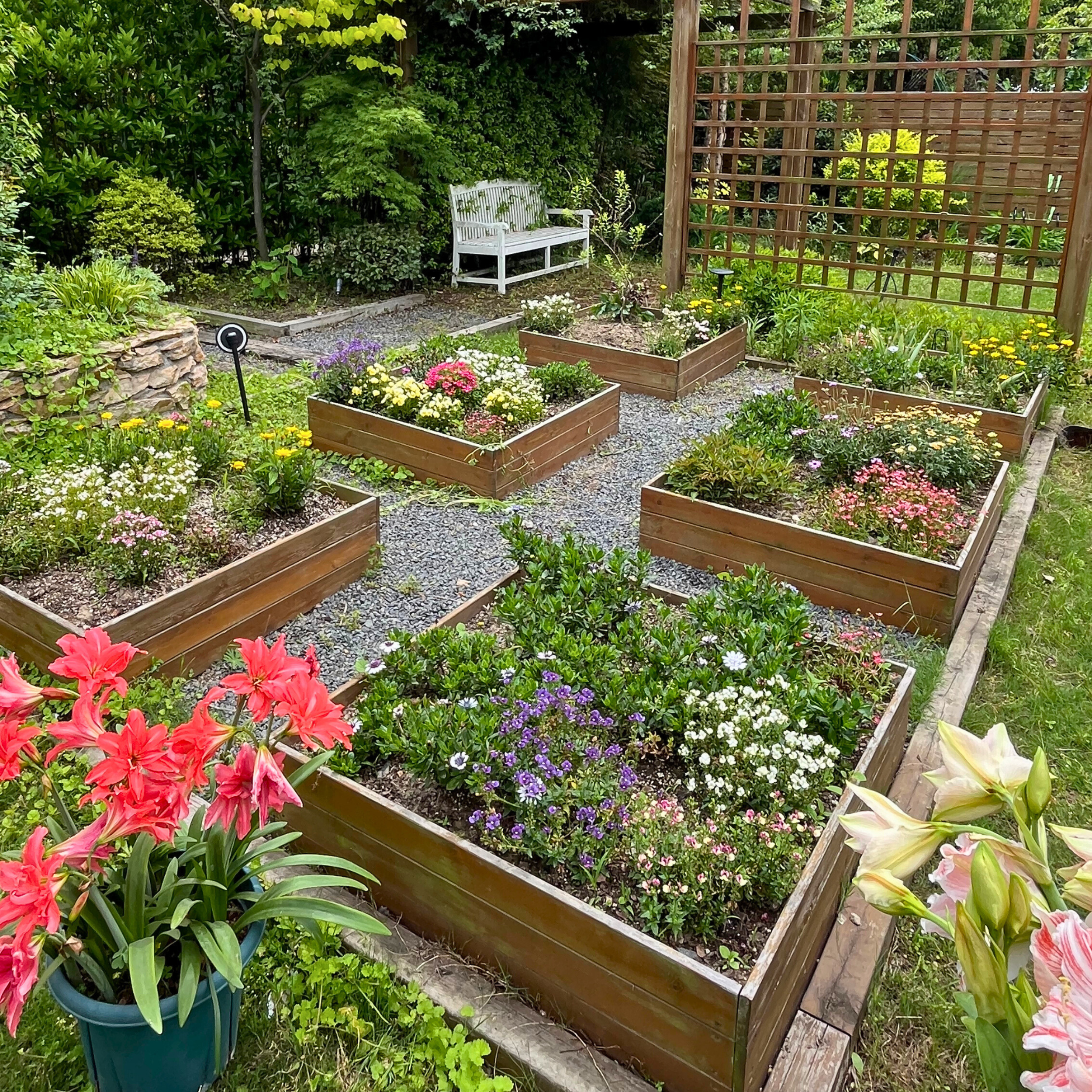 Edible garden plants with herbs, citrus, berries, and raised beds in a sunny Bay Area backyard