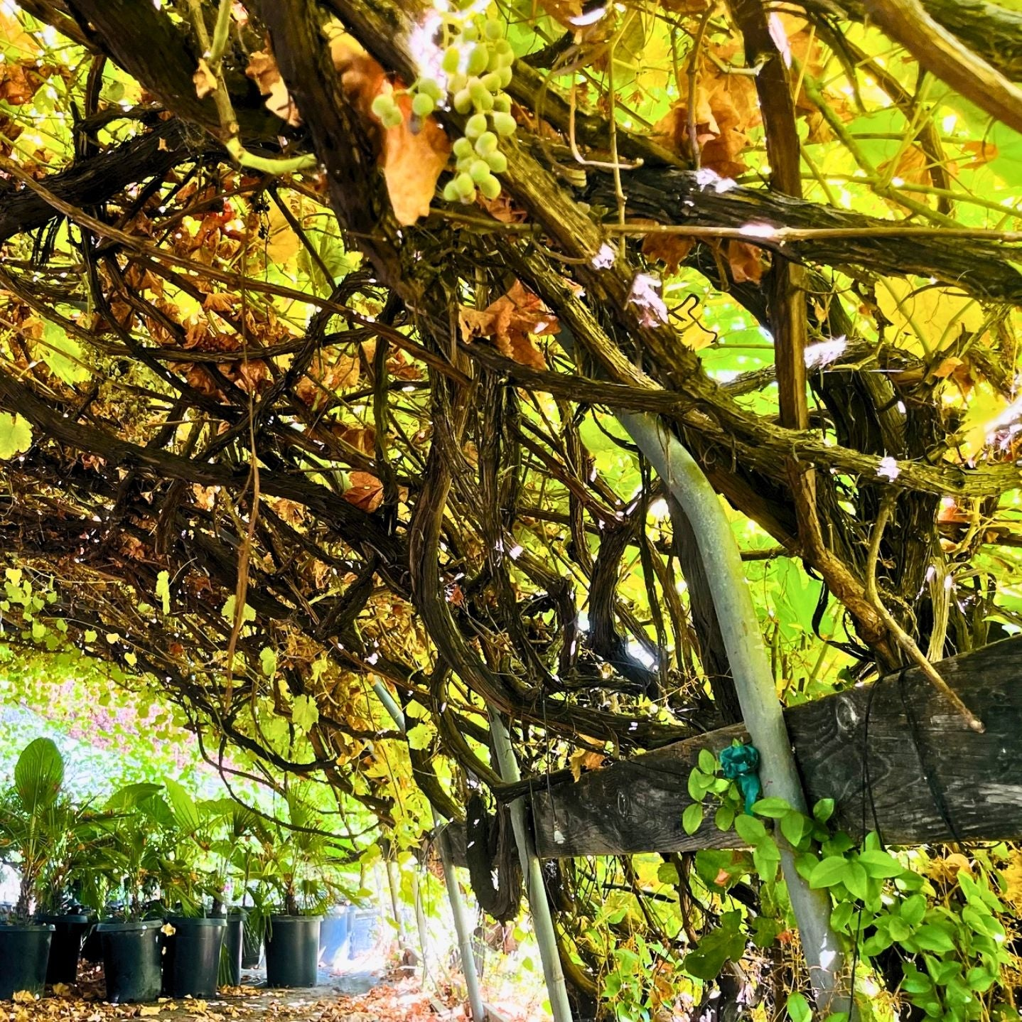 Fruit vines climbing a pergola in a Bay Area backyard garden