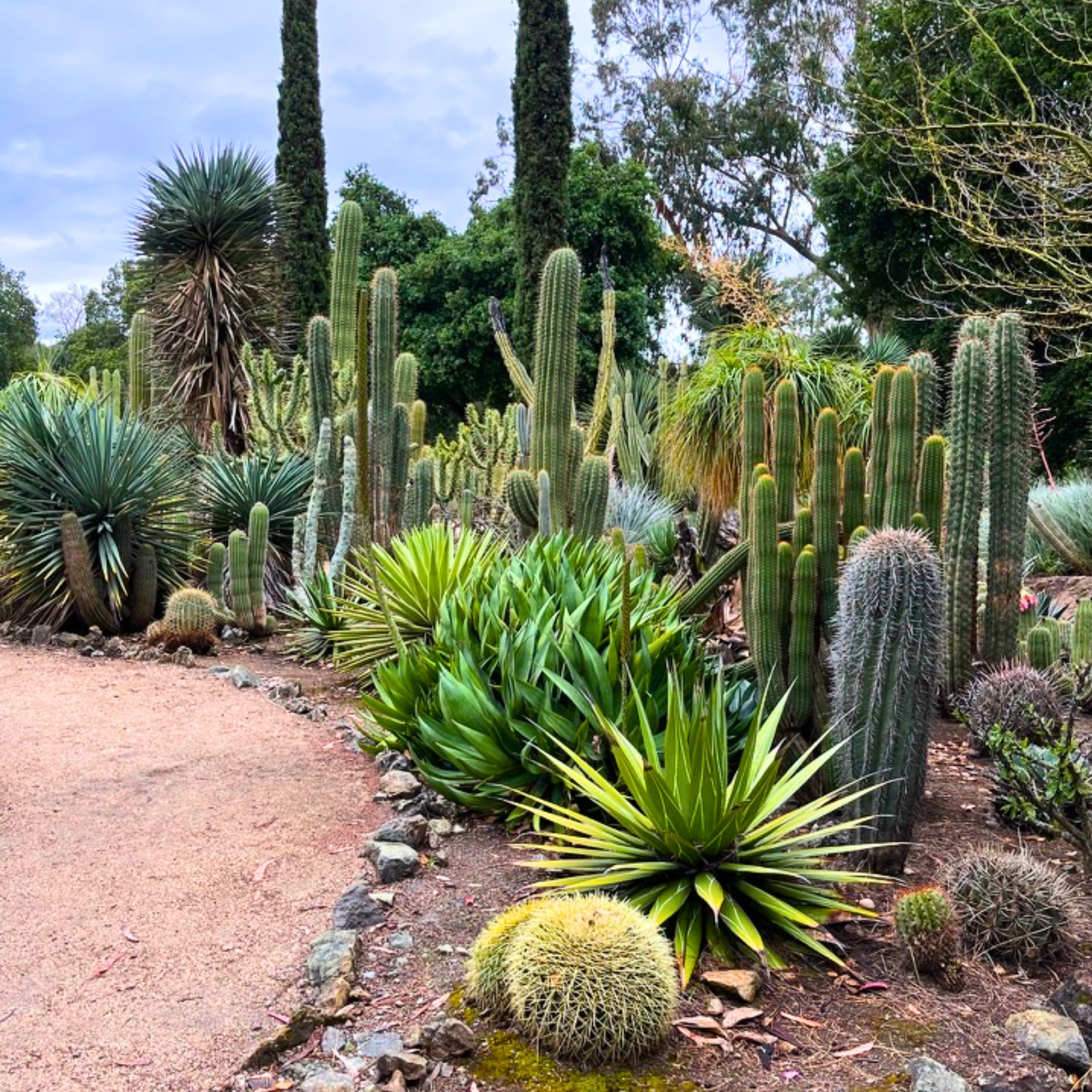 Assorted succulents and cacti in a modern low-water landscape with gravel mulch