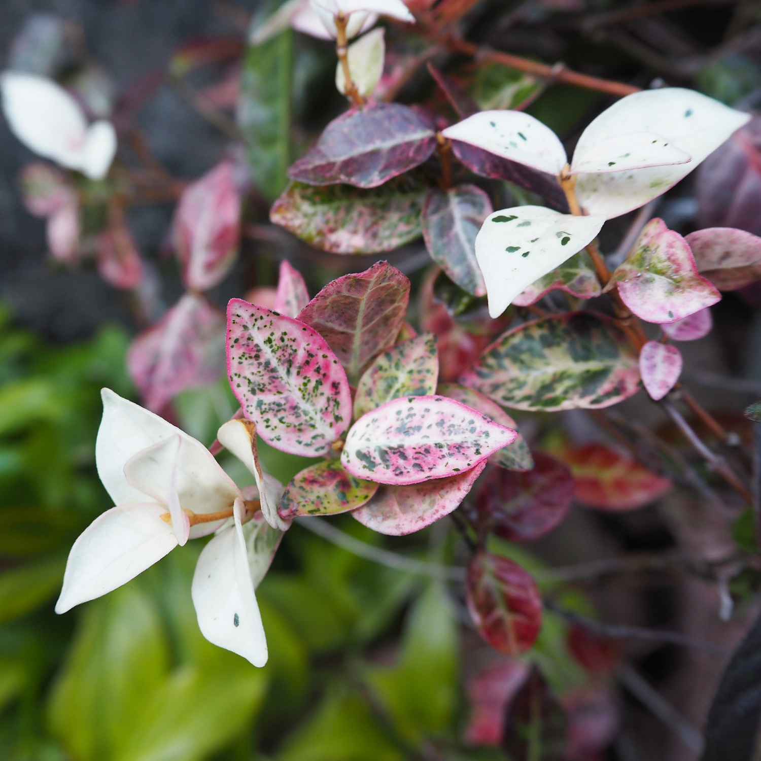 Non-Flowering Climbers
