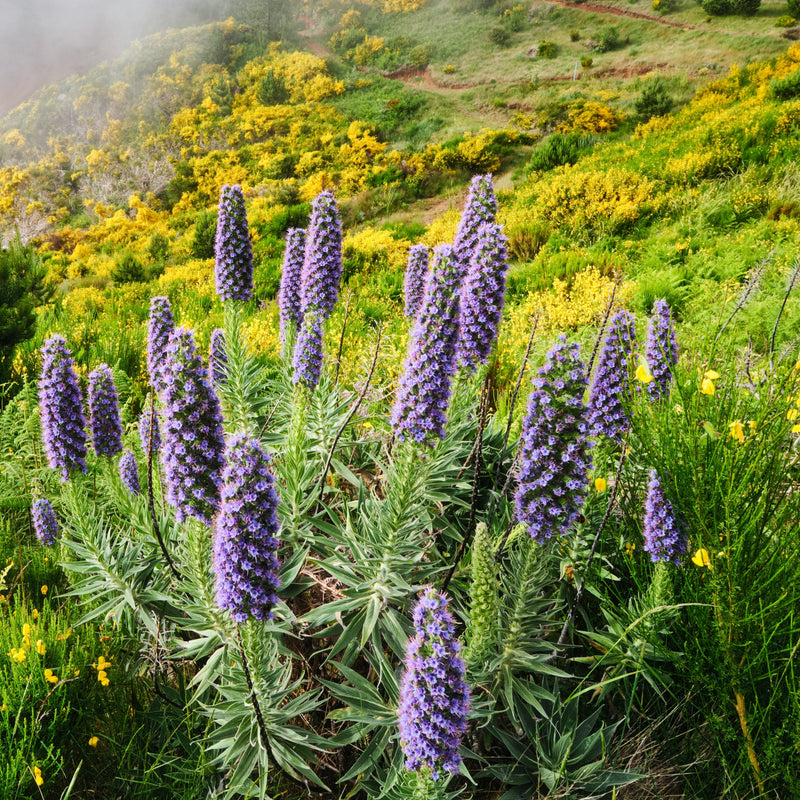 California native plants in a Bay Area garden with drought-tolerant textures and pollinator-friendly blooms