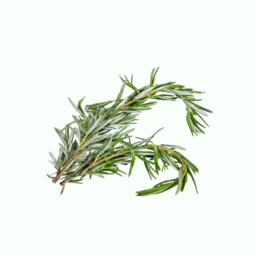 rosemary evergreen shrub
