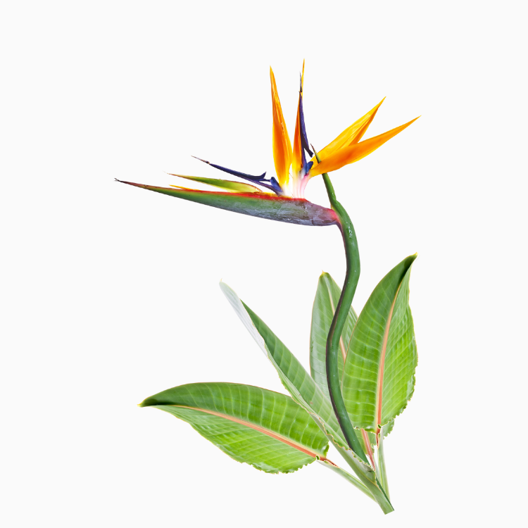 Strelitzia